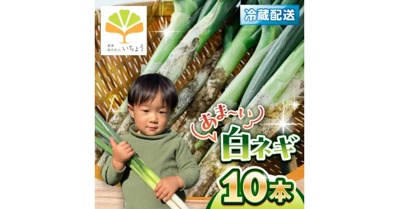 【ふるさと納税】【先行予約】いちょうの畑　あま〜い白ネギ 10本【農事組合法人いちょう】[YDN009]