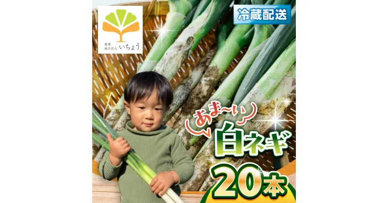 【ふるさと納税】【先行予約】いちょうの畑　あま〜い白ネギ 20本【農事組合法人いちょう】[YDN018]