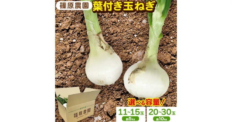 【ふるさと納税】葉付き玉ねぎ 5kg 11～15玉前後 10kg 20～30玉前後 篠原農園《1月上旬-3月上旬頃出荷》熊本県 葦北郡 津奈木町 野菜 たまねぎ バーベキュー ホイル焼き