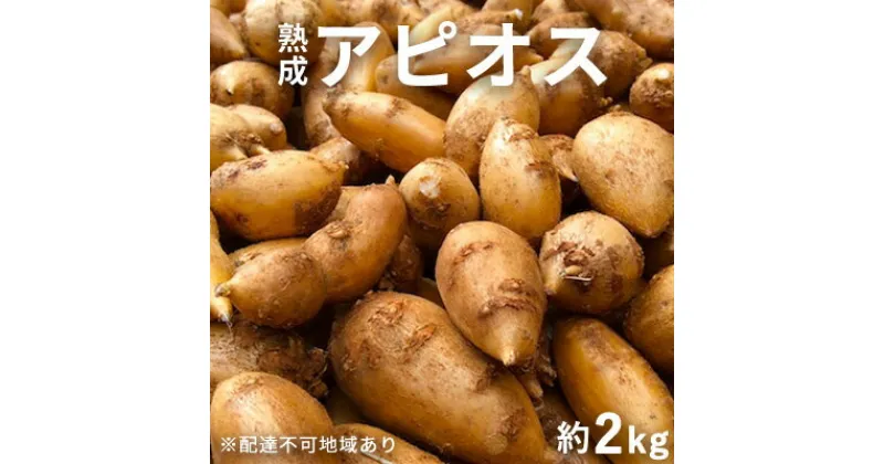 【ふるさと納税】【錦町 産】インディアンのスタミナ源！桑原農園の熟成アピオス約2kg【配送不可：離島】　野菜 根菜 熟成アピオス アピオス