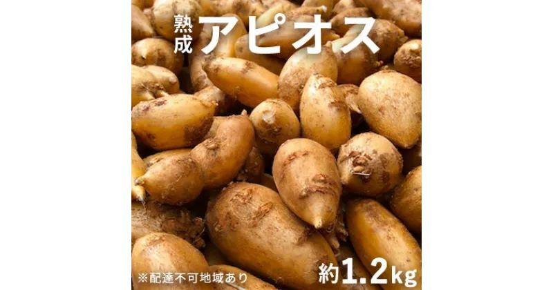 【ふるさと納税】【錦町 産】インディアンのスタミナ源！桑原農園の熟成アピオス約1.2kg【配送不可：離島】　野菜 根菜 熟成アピオス アピオス