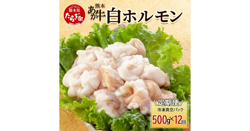 【ふるさと納税】 【定期便12回】熊本あか牛 白ホルモン 500g (250g×2)×12回 【 合計 6Kg 】 冷凍真空パック 【 熊本 熊本県産 あか牛 冷凍 真空 もつ鍋 ホルモン 焼き肉 】 041-0163