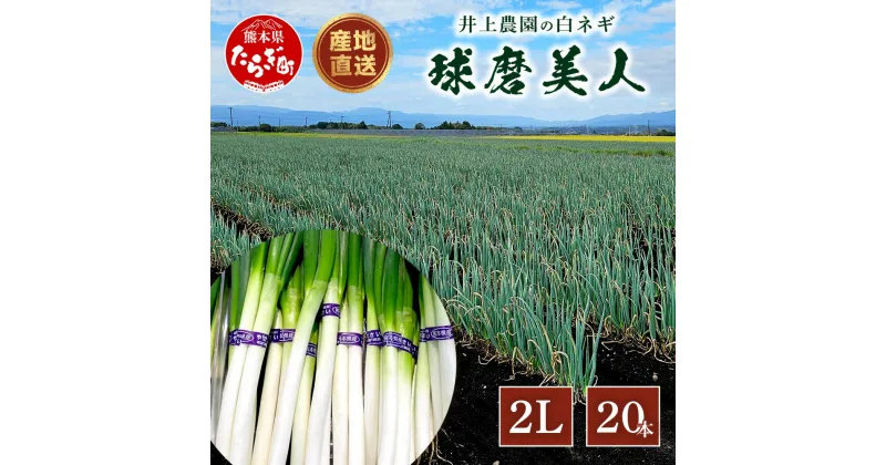 【ふるさと納税】【先行予約】井上農園の白ネギ 「球磨美人」 2Lサイズ×20本 【2024年11月中旬より順次発送】 白ネギ 白葱 ネギ 長ネギ 長葱 ねぎ 鍋 薬味 串焼き すき焼き 冬野菜 国産 産地直送 送料無料 114-0501