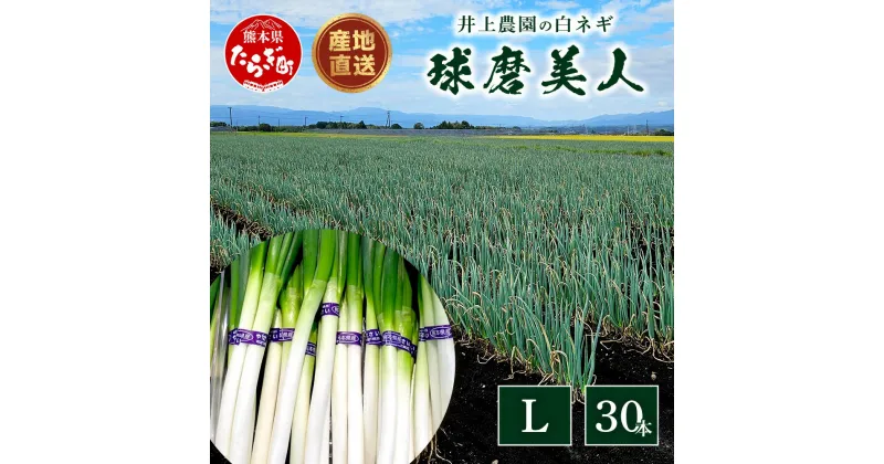 【ふるさと納税】【先行予約】井上農園の白ネギ 「球磨美人」 Lサイズ×30本 【2024年11月中旬より順次発送】 白ネギ 白葱 ネギ 長ネギ 長葱 ねぎ 鍋 薬味 串焼き すき焼き 冬野菜 国産 産地直送 送料無料 114-0502