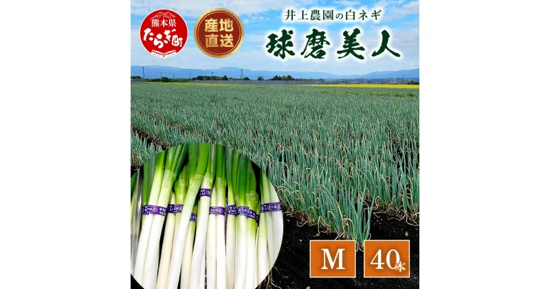 【ふるさと納税】【先行予約】井上農園の白ネギ 「球磨美人」 Mサイズ×40本 【2024年11月中旬より順次発送】 白ネギ 白葱 ネギ 長ネギ 長葱 ねぎ 鍋 薬味 串焼き すき焼き 冬野菜 国産 産地直送 送料無料 114-0503