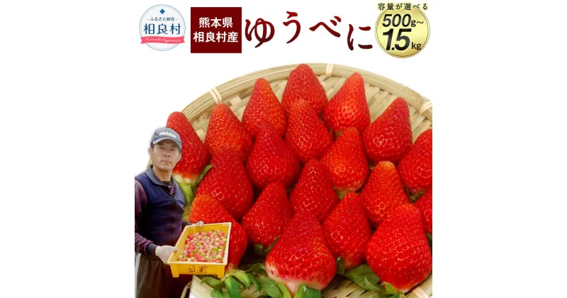 【ふるさと納税】＜選べる容量＞ 相良村産 いちご「ゆうべに」 合計約500g 約250g×2パック または 合計約1kg 約250g×4パック または 合計約1.5kg 約250g×6パック 【2024年12月上旬～2025年4月下旬発送予定】 日野農園 熊本県産 フルーツ イチゴ 苺 送料無料