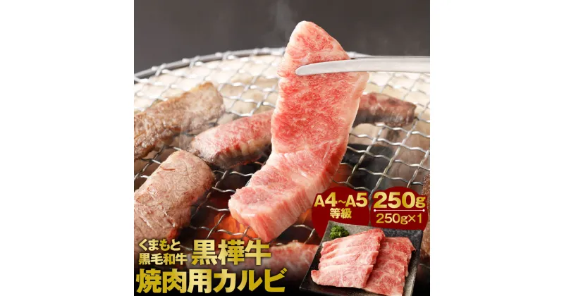 【ふるさと納税】くまもと黒毛和牛 黒樺牛 A4～A5等級 焼肉用カルビ 250g カルビ 焼き肉 和牛 お肉 牛肉 黒毛和牛 国産 九州産 熊本県産 冷凍 送料無料