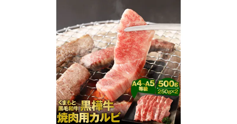 【ふるさと納税】くまもと黒毛和牛 黒樺牛 A4～A5等級 焼肉用カルビ 合計500g 250g×2 カルビ 焼き肉 和牛 お肉 牛肉 黒毛和牛 国産 九州産 熊本県産 冷凍 送料無料