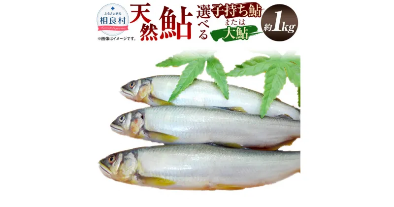 【ふるさと納税】＜選べる！＞天然鮎 約1kg 約6～8匹 約25～28cm 子持ち鮎／大鮎 【子持ち鮎は2024年10月上旬発送開始】 熊本県産 相良村産 清流川辺川の天然鮎 九州産 国産 お取り寄せ あゆ 鮎 魚 川魚 魚介 海鮮 塩焼き 熊本県相良村 冷凍 送料無料