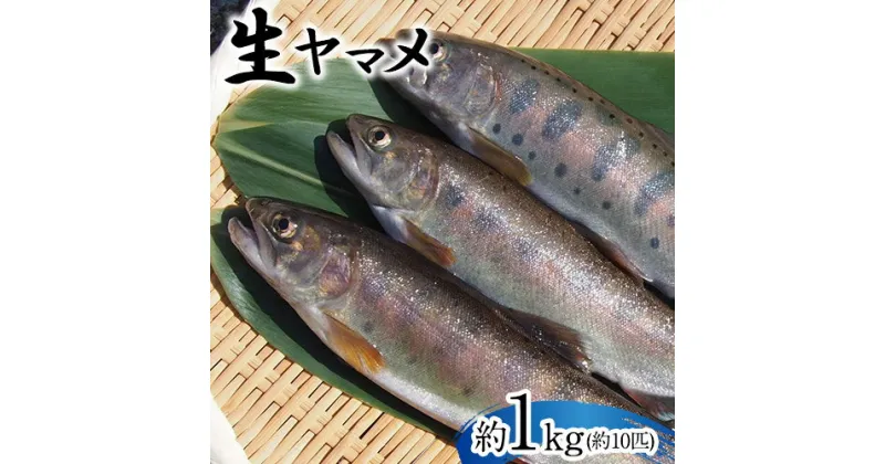 【ふるさと納税】生ヤマメ 1kg 約10匹 山江村ヤマメ生産組合《30日以内に出荷予定(土日祝除く)》ヤマメ 山女魚 山女 2kg 約20匹 魚介類 魚 生鮮品 送料無料 冷蔵便