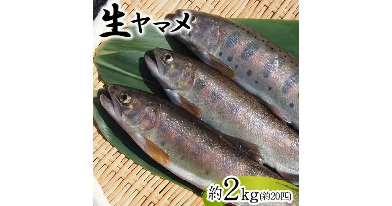 【ふるさと納税】生ヤマメ 2kg 約20匹 山江村ヤマメ生産組合《30日以内に出荷予定(土日祝除く)》ヤマメ 山女魚 山女 2kg 約20匹 魚介類 魚 生鮮品 送料無料 冷蔵便