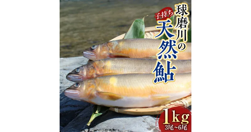 【ふるさと納税】球磨川の天然鮎 (子持ち) 1kg あゆ アユ 魚 塩焼き 川魚 魚介 海鮮 冷凍 FKP9-526