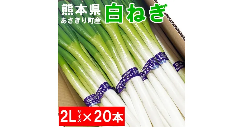 【ふるさと納税】熊本県あさぎり町産　白ねぎ「球磨美人」2Lサイズ×20本 　お届け時期：2024年11月中旬より順次発送　【白葱/白ネギ/長ねぎ/長葱/長ネギ】