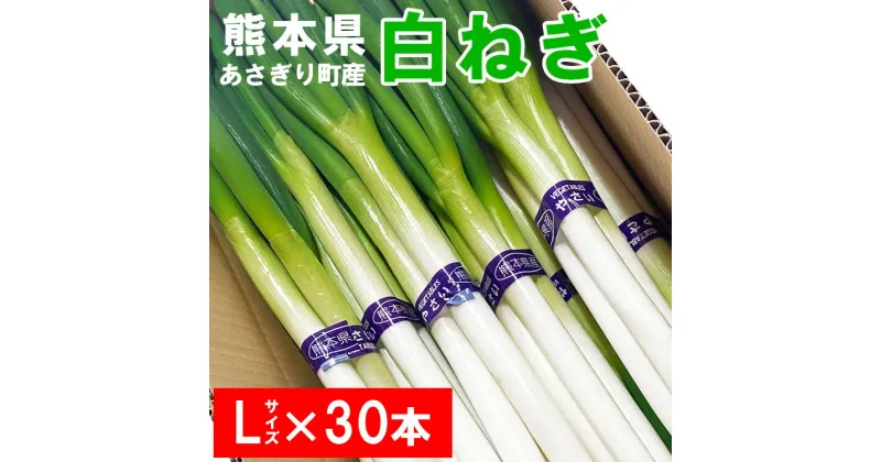 【ふるさと納税】熊本県あさぎり町産　白ねぎ「球磨美人」Lサイズ×30本 　お届け時期：2024年11月中旬より順次発送　【白葱/白ネギ/長ねぎ/長葱/長ネギ】