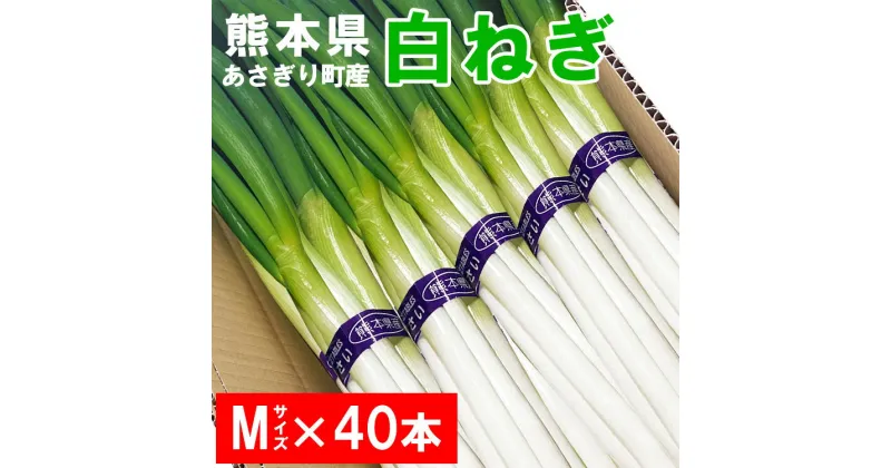 【ふるさと納税】熊本県あさぎり町産　白ねぎ「球磨美人」Mサイズ×40本 　お届け時期：2024年11月中旬より順次発送　　【白葱/白ネギ/長ねぎ/長葱/長ネギ】