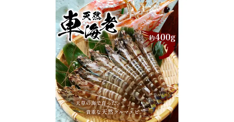 【ふるさと納税】 天然 車海老 クルマエビ 冷凍 約 400g （8 ～ 16 尾） 国産 九州 熊本 天草 苓北 海老 えび やわら 活き〆 海産物 えび天 天ぷら えびフライ 送料無料