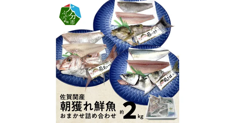 【ふるさと納税】佐賀関産 朝獲れ鮮魚 おまかせ詰め合わせ 約2kg おまかせ セット 詰め合わせ 天然鯛 関あじ 関さば 関いさき 甘鯛 太刀魚 イトヨリ タイ アジ サバ イサキ タチウオ 関もの 朝獲れ 旬のお魚 冷凍 海鮮 新鮮 詰合せ E04025