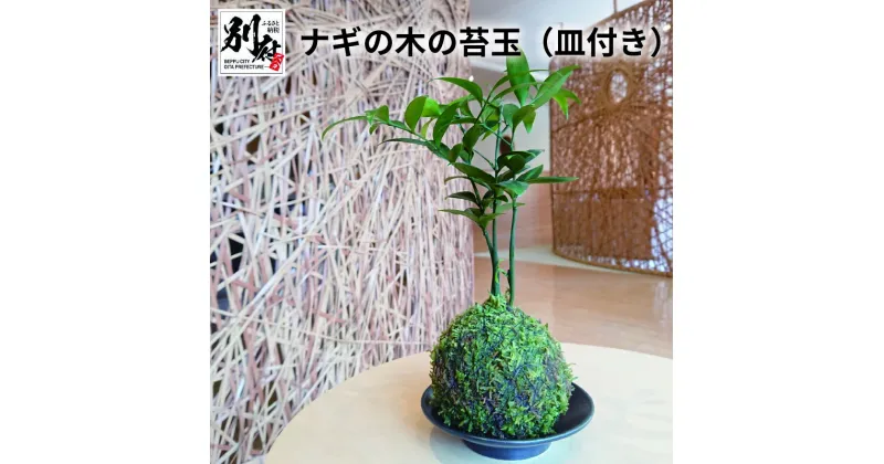 【ふるさと納税】ナギの木の苔玉 皿付き ナギの木 凪 凪ぎ 植物 コケダマ こけだま インテリア 癒し アイテム 玄関 リビング 和室 洋室 オフィス 風情 日用品 雑貨 縁起物 ギフト 贈り物 プレゼント 贈答品 国産 別府市 大分県 送料無料