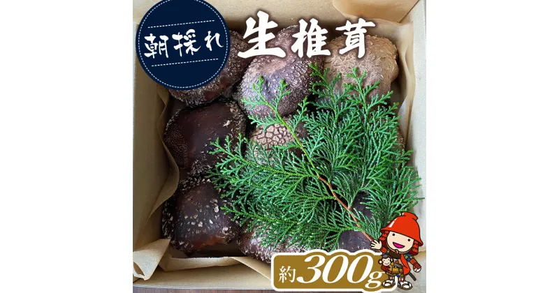 【ふるさと納税】【期間限定】朝採れ 生椎茸 約300g (大小10個程度) 生しいたけ 生シイタケ 原木栽培 茸 きのこ 大分県産 九州産 中津市 国産 送料無料【発送は、2024年11月中旬～2025年3月末までの予定】