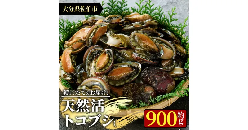 【ふるさと納税】天然 トコブシ (約900g) 鮮魚 魚介 貝 トコブシ とこぶし 酒蒸し 網焼き バター焼き バーベキュー 獲れたて 冷蔵 海の直売所 大分県 佐伯市 魚貝 殻付【AS82】【海べ (株)】