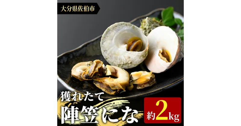 【ふるさと納税】陣笠にな(約2kg) 魚介 貝 にな ニナ 酒蒸し 網焼き バター焼き バーベキュー 獲れたて 冷蔵 海の直売所 大分県 佐伯市【AS84】【海べ (株)】