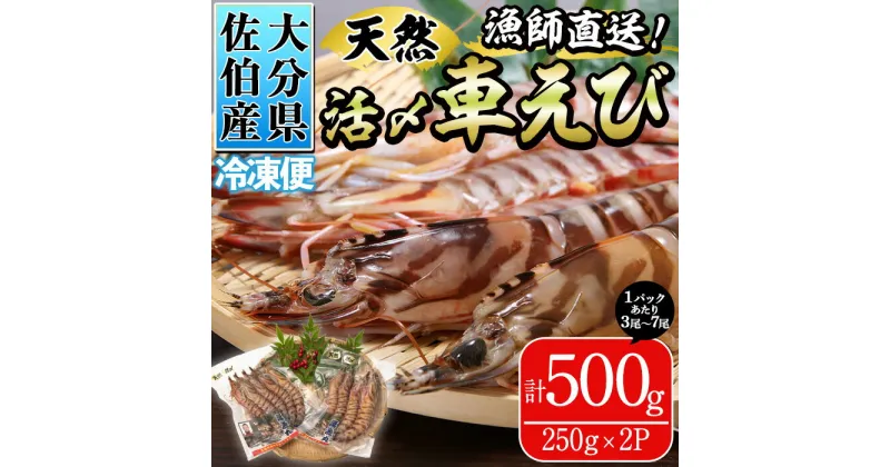 【ふるさと納税】漁師直送! 天然活〆車えび (計500g・250g×2P) エビ 海老 車海老 エビフライ 冷凍 真空 魚介類 大分県 佐伯市 大分県産【EJ01】【萬漁丸】