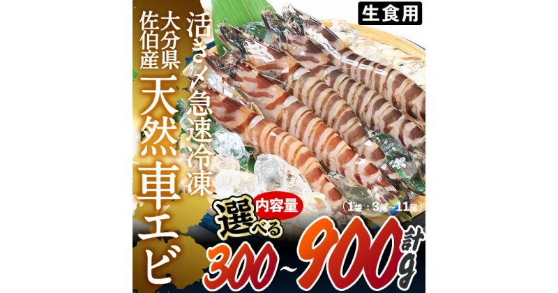 【ふるさと納税】＜内容量が選べる＞天然 活き〆車エビ 生食用 (300g・計900g) エビ 海老 車海老 冷凍 刺身 さしみ 天ぷら 塩焼 バーベキュー 国産 大分県産 大分県 佐伯市 やまろ渡邉【DL18・DL19】【鶴見食賓館】