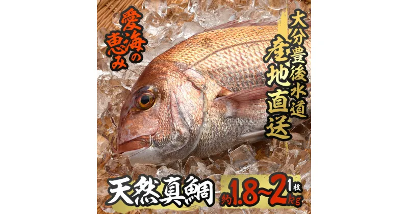 【ふるさと納税】天然 真鯛 (約1.8-2kg・1枚) 直送 産直 漁師 魚 鮮魚 天然 マダイ 鯛 白身魚 獲れたて 刺身 煮つけ 塩焼き 冷蔵 豊後水道 鮮魚 大分県 佐伯市【CS02】【 (有)丸昌水産】