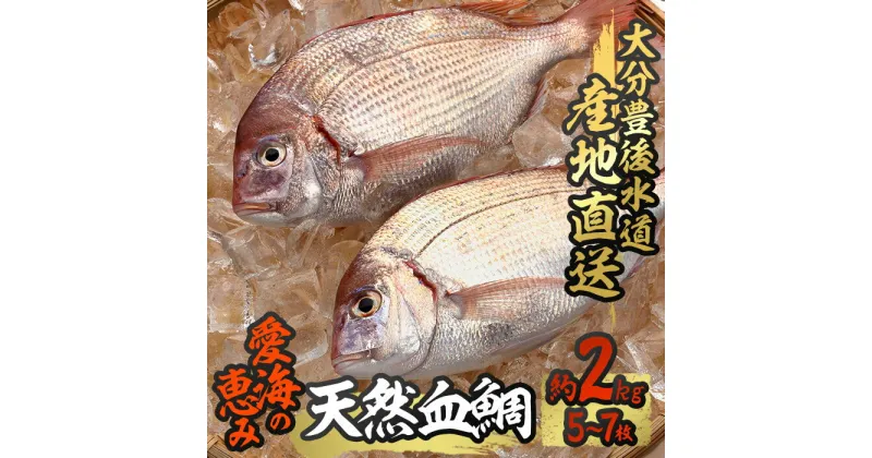 【ふるさと納税】天然 血鯛 (約2kg・計5-7枚) 直送 産直 漁師 魚 鮮魚 天然 チダイ 鯛 白身魚 獲れたて 刺身 煮つけ 塩焼き 冷蔵 豊後水道 鮮魚 大分県 佐伯市【CS03】【 (有)丸昌水産】