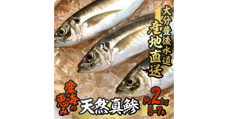 【ふるさと納税】天然 真鯵 (約2kg・計5-7本) 直送 産直 漁師 魚 鮮魚 天然 アジ 鯵 青魚 獲れたて 刺身 煮つけ 塩焼き 冷蔵 豊後水道 鮮魚 大分県 佐伯市【CS04】【 (有)丸昌水産】