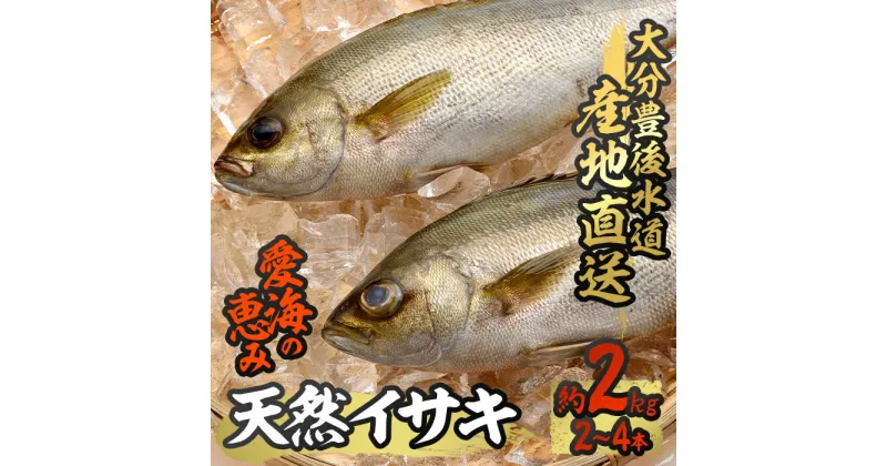 【ふるさと納税】天然 イサキ (約2kg・計2-4本) 直送 産直 漁師 魚 鮮魚 天然 イサキ 鶏魚 白身魚 獲れたて 刺身 煮つけ 塩焼き 冷蔵 豊後水道 大分県 佐伯市 愛海の恵み【CS07】【 (有)丸昌水産】