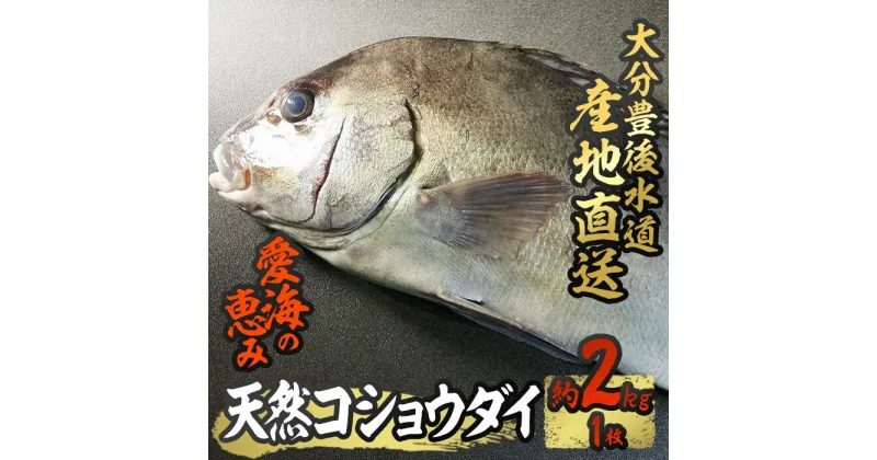 【ふるさと納税】天然 コショウダイ (約2kg・1枚) 直送 産直 漁師 魚 鮮魚 天然 コショウタイ 鯛 白身魚 獲れたて 刺身 寿司 煮つけ 塩焼き 冷蔵 豊後水道 鮮魚 大分県 佐伯市 愛海の恵み【CS08】【 (有)丸昌水産】