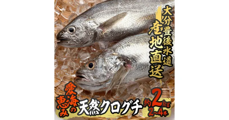 【ふるさと納税】天然 クログチ (約2kg・計2-4本) 直送 産直 漁師 魚 鮮魚 天然 クログチ カマガリ 釜借 白身魚 獲れたて 刺身 煮つけ 塩焼き 冷蔵 豊後水道 鮮魚 大分県 佐伯市 豊後水道 鮮魚 愛海の恵み【CS09】【 (有)丸昌水産】