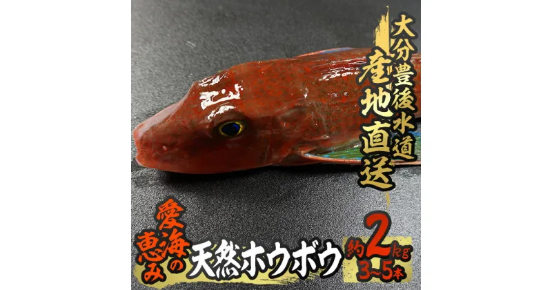 【ふるさと納税】天然 ホウボウ (約2kg・計3-5本) 直送 産直 漁師 魚 鮮魚 天然 ホウボウ 魴ぼう 白身魚 獲れたて 刺身 煮つけ 塩焼き 冷蔵 豊後水道 鮮魚 大分県 佐伯市 豊後水道 鮮魚 愛海の恵み【CS10】【 (有)丸昌水産】