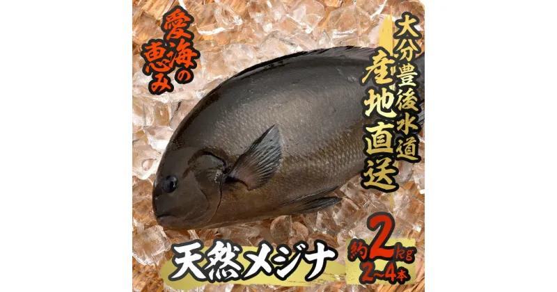 【ふるさと納税】天然 メジナ (約2kg・計2-4枚) 直送 産直 漁師 魚 鮮魚 天然 メジナ グレ 寒グレ 目近魚 白身魚 獲れたて 刺身 煮つけ 塩焼き 冷蔵 豊後水道 大分県 佐伯市 愛海の恵み【CS11】【 (有)丸昌水産】