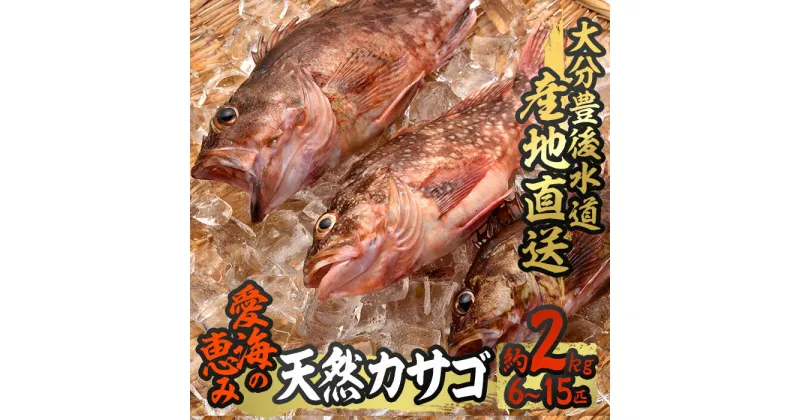 【ふるさと納税】天然 カサゴ (約2kg・計6-15匹) 直送 産直 漁師 魚 鮮魚 天然 カサゴ 白身魚 獲れたて 刺身 煮つけ フライ 唐揚げ 塩焼き 冷蔵 豊後水道 鮮魚 大分県 佐伯市【CS15】【 (有)丸昌水産】