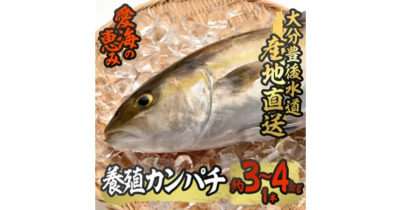 【ふるさと納税】 養殖 カンパチ (約3-4kg・1本) 直送 産直 漁師 魚 鮮魚 養殖 カンパチ 間八 白身魚 獲れたて 刺身 煮つけ 唐揚げ 塩焼き 冷蔵 豊後水道 大分県 佐伯市 愛海の恵み【CS23】【 (有)丸昌水産】