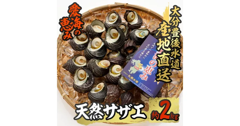 【ふるさと納税】 天然 サザエ (約2kg) 直送 産直 漁師 貝 魚介 さざえ 栄螺 獲れたて 刺身 塩焼き バター焼き バーベキュー 酒蒸し 冷蔵 豊後水道 鮮魚 大分県 佐伯市【CS27】【 (有)丸昌水産】