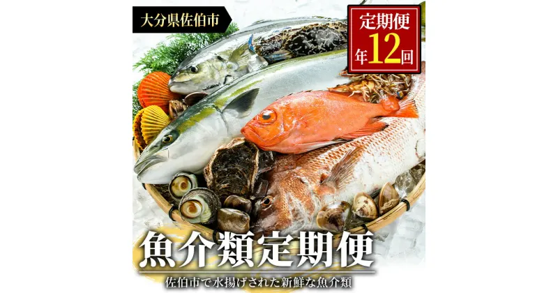 【ふるさと納税】＜定期便・全12回 (連続)＞魚介類定期便 (2-3人前×12ヶ月)魚 魚介 いか イカ たこ タコ 貝 海老 えび エビ 獲れたて 冷蔵 海の直売所 大分県 佐伯市【AS63】【海べ (株)】