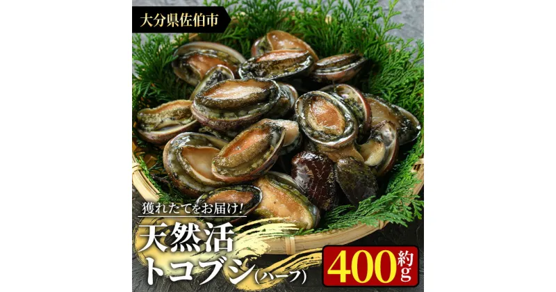 【ふるさと納税】天然活きトコブシ (約400g・ハーフサイズ) 魚介 貝 トコブシ とこぶし 網焼き バター焼き バーベキュー 獲れたて 冷蔵 海の直売所 大分県 佐伯市 魚貝 殻付【AS107】【海べ (株)】