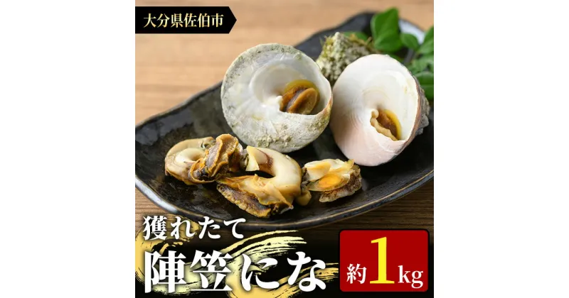 【ふるさと納税】＜お試し用＞陣笠にな (約1kg) 魚介 貝 にな ニナ 酒蒸し 網焼き バター焼き バーベキュー 獲れたて 冷蔵 海の直売所 大分県 佐伯市【AS125】【海べ (株)】