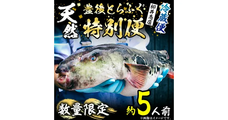 【ふるさと納税】数量限定！豊後水道 天然とらふぐ 特別便 (約5人前) ふぐ フグ とらふぐ ヒレ 皮 アラ てっちり鍋 鍋 ふぐ唐揚げ ふぐ刺し フグ刺し フグ刺身 刺身 鮮魚 冷蔵【AB104】【柳井商店】