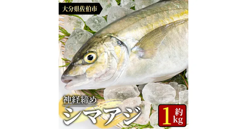 【ふるさと納税】鮮魚 シマアジ (1本・約1kg) 鯵 アジ あじ しまあじ 神経締め 獲れたて 海鮮 まるごと 刺身 塩焼き 冷蔵 海の直売所 大分県 佐伯市【AS87】【海べ (株)】