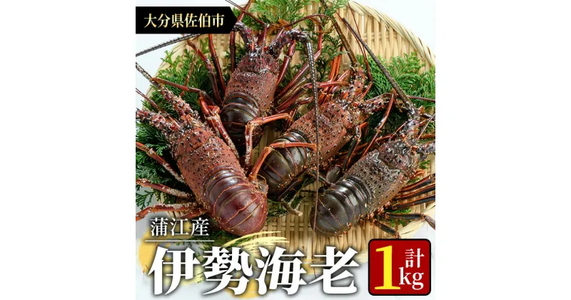 【ふるさと納税】＜期間限定＞大分県産 伊勢海老 (計1kg・約2～5尾) エビ えび 刺身 魚介 海鮮 BBQ 国産 味噌汁【AS128】【海べ (株)】