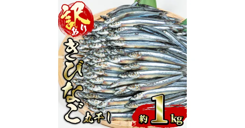 【ふるさと納税】＜訳あり・業務用＞きびなごの丸干し (計約1kg) 干物 ひもの 唐揚げ フライ 天ぷら 焼き物 お弁当 おかず お酒のおつまみ 大分県 佐伯市 【GH001】【増野善雄商店】