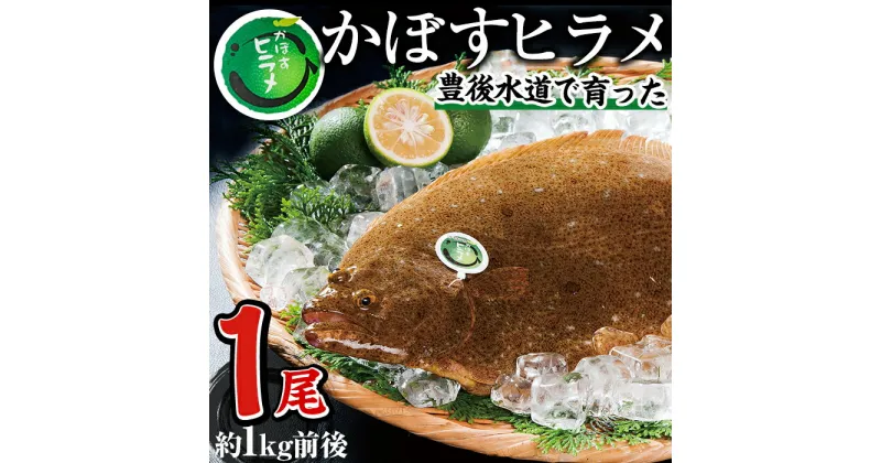 【ふるさと納税】 かぼすヒラメ (1尾・約1kg前後) ひらめ 平目 直送 漁師 養殖 魚 鮮魚 白身魚 獲れたて 刺身 煮つけ 唐揚げ 塩焼き 冷蔵 国産 大分県 佐伯市 蒲江産【CX02】【大分県漁業協同組合】