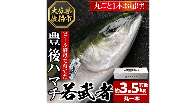 【ふるさと納税】豊後ハマチ 若武者(丸一本) ハマチ はまち 鮮魚 旬 刺身 鰤しゃぶ 竜田揚げ りゅうきゅう 国産 大分県 佐伯市 特産品【GS001】【浪井丸天水産】