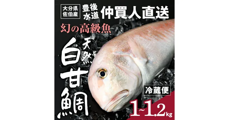 【ふるさと納税】 白甘鯛 幻の 高級魚 (1尾・1-1.2kg) 魚 鮮魚 甘鯛 冷蔵 シロ アマダイ 鯛 高級 大分県 佐伯市 【FZ007】【波平食堂】