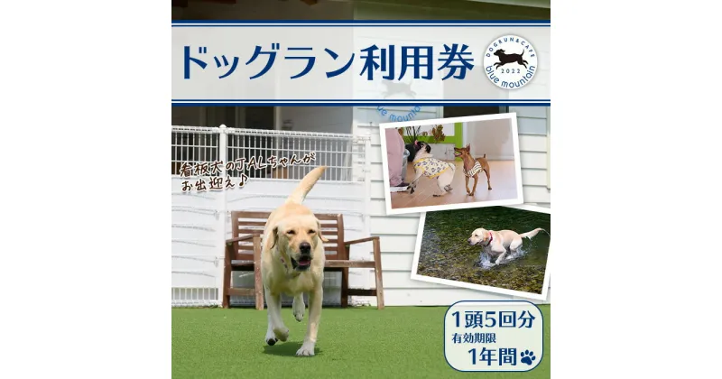 【ふるさと納税】メール便でお届け！ドッグラン利用券(1頭5回分) 犬 ワンちゃん ペット チケット 体験 レジャー 自然 屋内 屋内 ラン 川遊び ポスト投函 大分県 佐伯市【HI002】【ドッグラン＆カフェblue mountain】