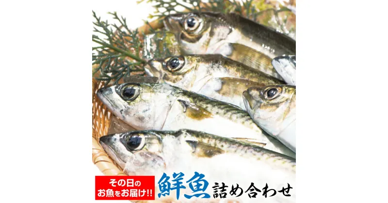 【ふるさと納税】朝獲れ新鮮！最高の漁場 豊後水道で獲れた鮮魚詰め合わせ 豊後水道 ランダム おまかせ 魚 旬 新鮮 魚介類 生魚 海鮮 冷蔵 大分県 臼杵市 送料無料